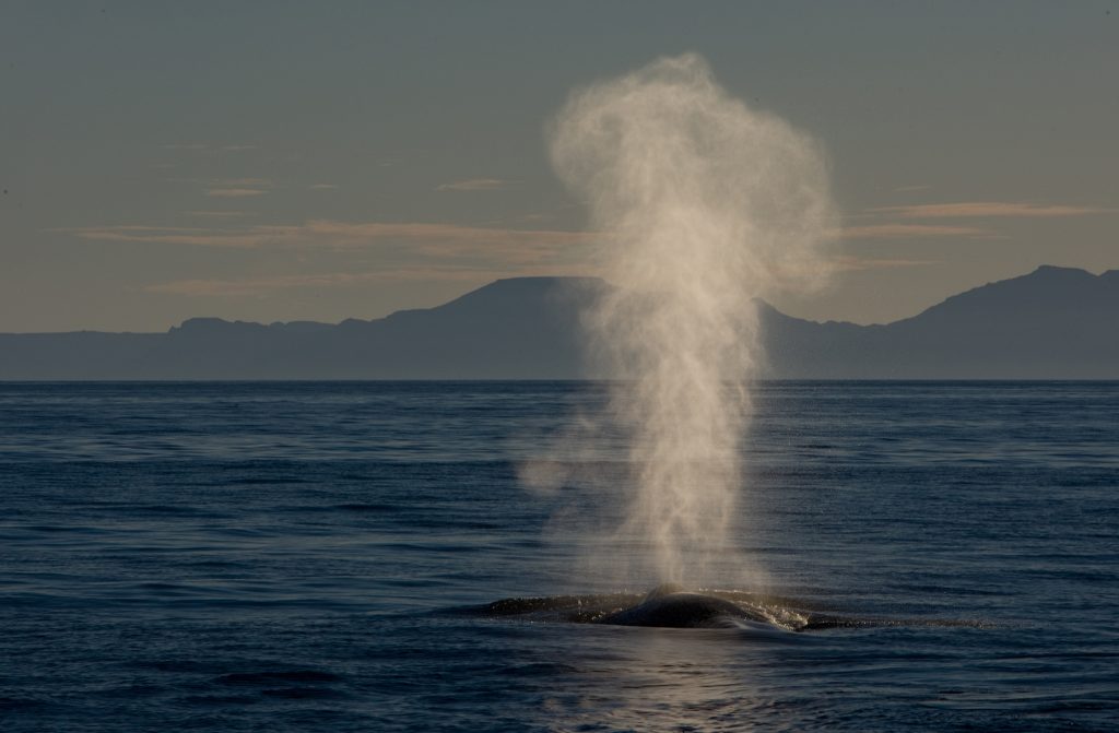 鲸类动物排行榜——海洋中体型最大的五种鲸类，你知道几种？