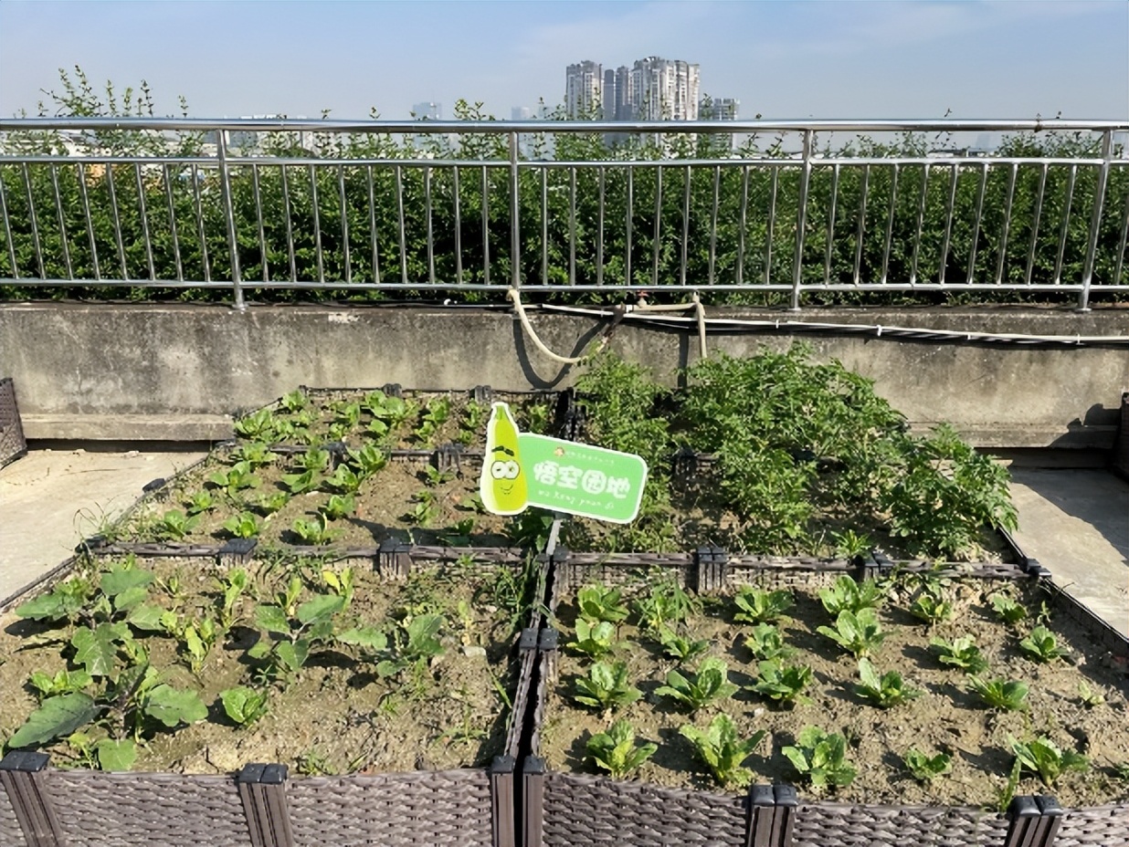 “蔬”香为伴，“勤”满校园｜中和小学开展“空中农场”种植活动