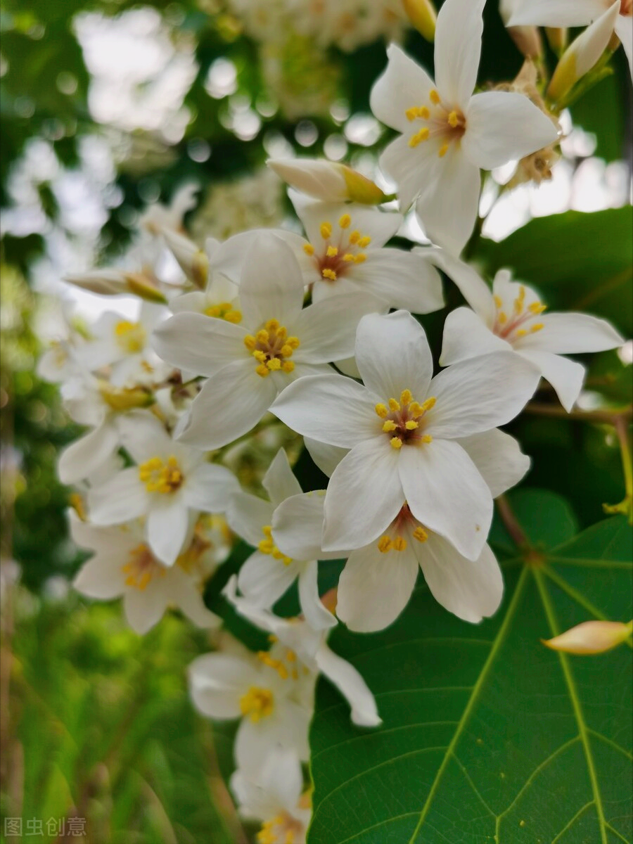 一花一叶一世界，携一缕阳光、时光清浅；悦一路繁花、岁月静美