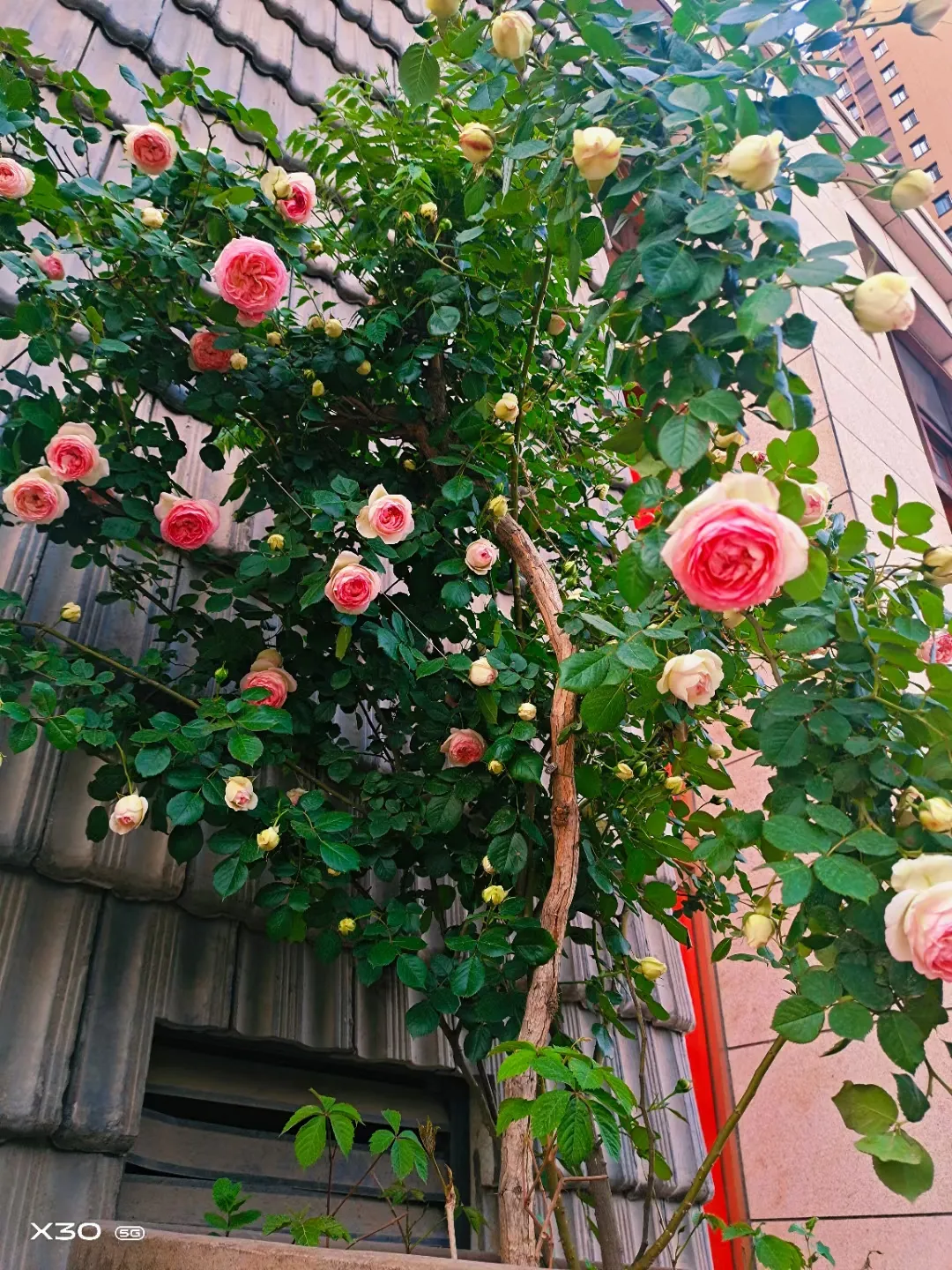 �����߿⣬������͵��ľ���ʳ�͵�ζ��