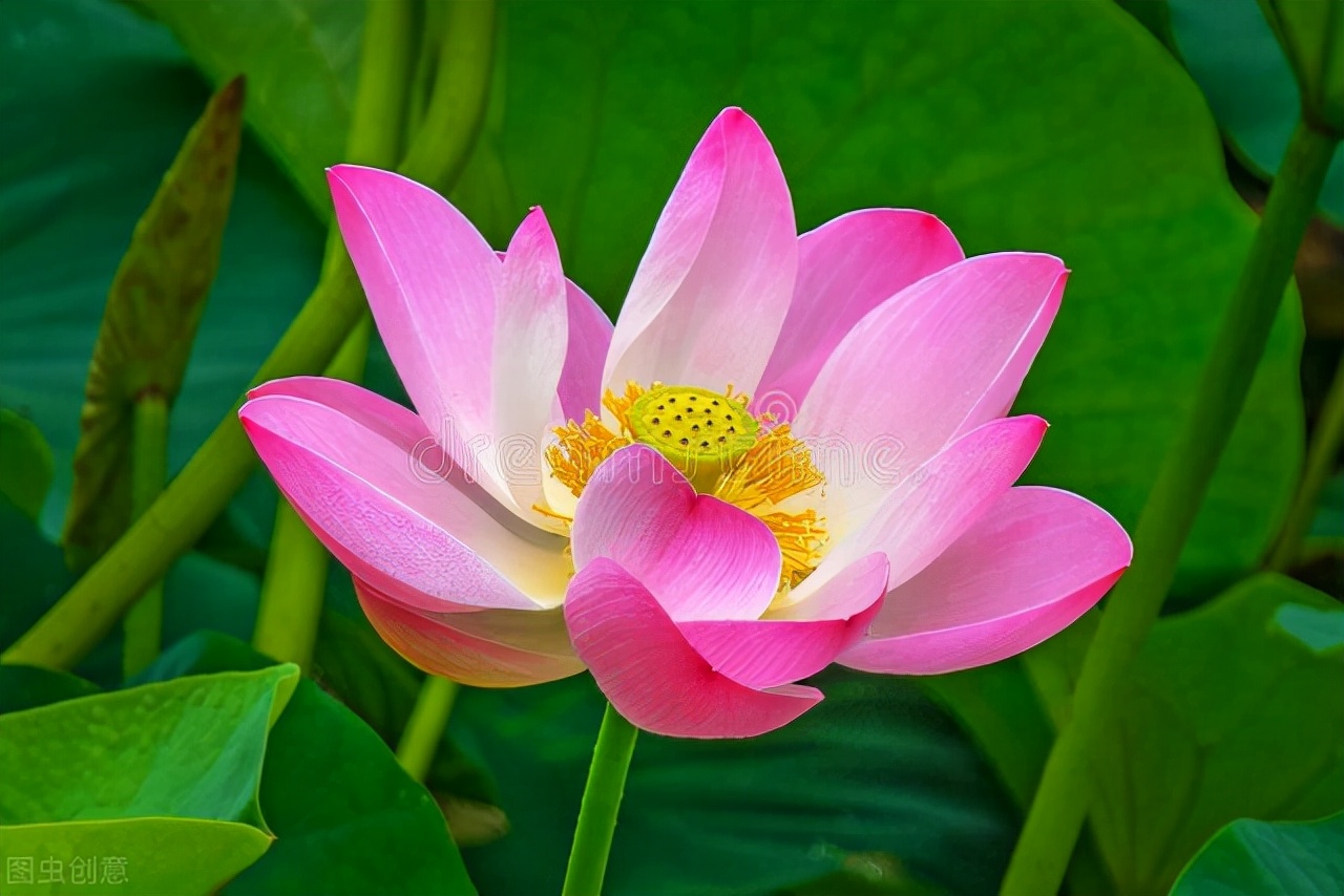 梦中遇见你，温柔如初，心随影动，醒后仍余温。