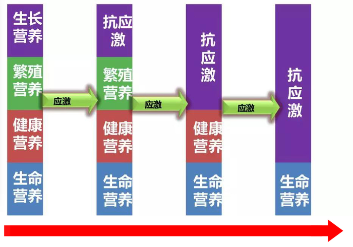 夏季高温季节蛋鸡养殖环节，远卓农牧为您解析鱼肝油的应用