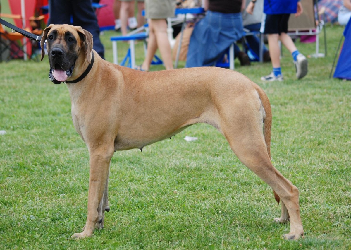 80公斤是多少磅(2022精品盘点世界上速度最快的22只狗狗) - 青木春