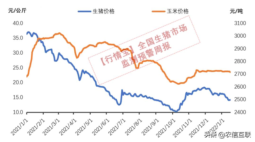 14天猪价已经跌2块！1月上涨的希望在这个时间