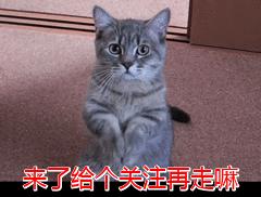 布偶猫价格多少钱一只（布偶猫市场价3500~1w+）-第23张图片