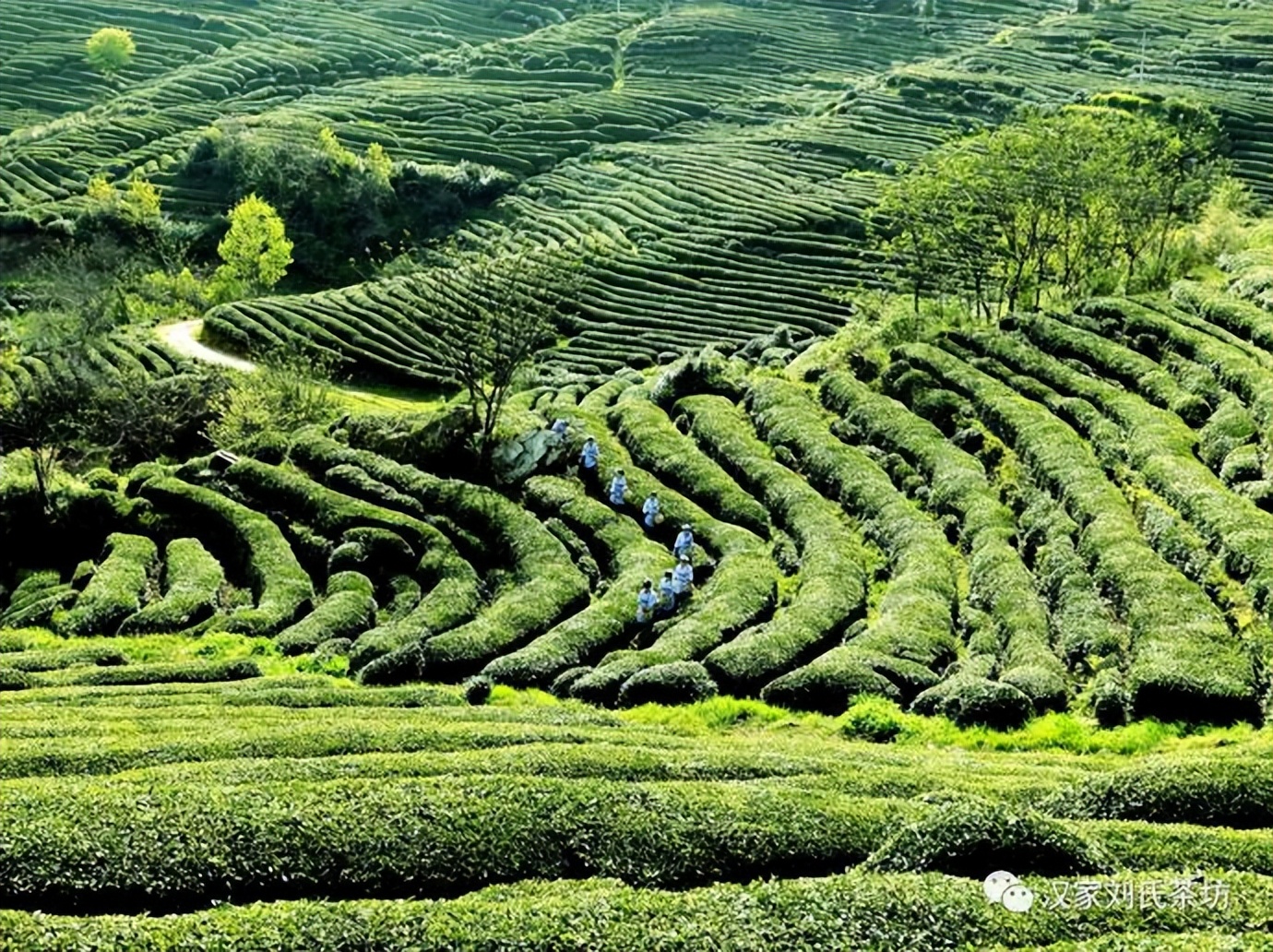 汉家刘氏：认领一亩高山有机茶园，喝上自家天然有机好茶