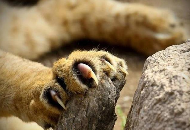 男子遇拦路东北虎，相距仅5米，对视1分钟后离开，攻击人怎么办？