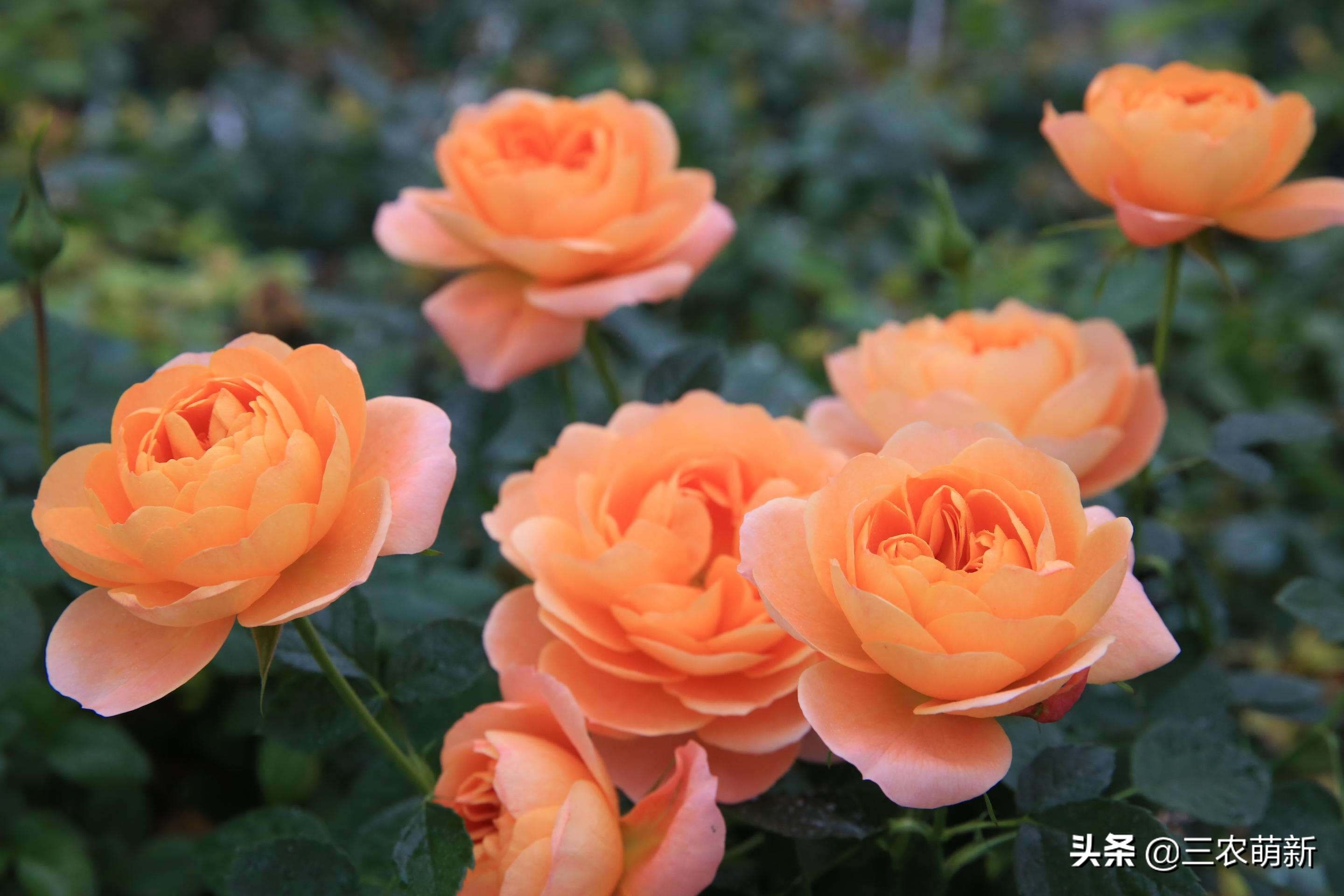 带你认识20种月季花:附带图片大全和种植方法