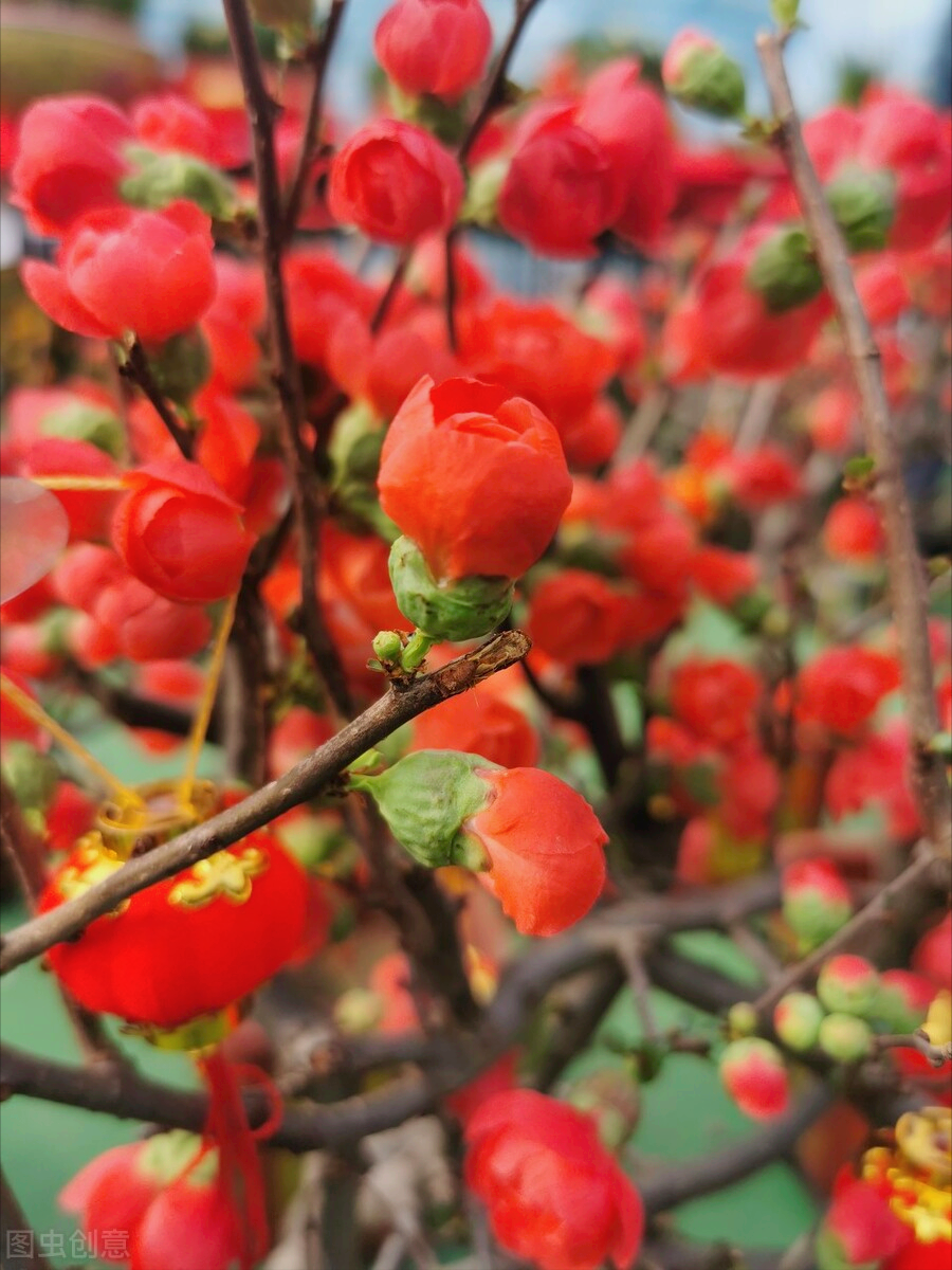 一花一世界，人间最美花相伴，真爱祝福送最爱，深情思念刻心上