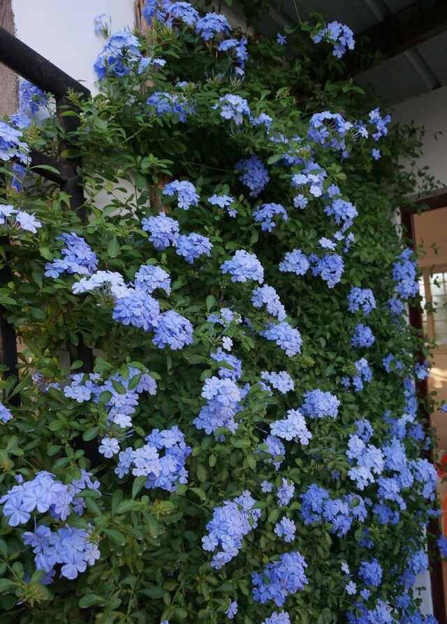 蓝雪花一年开几次花（蓝雪花的花期和养护技巧）