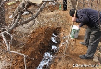 春季园林花木栽管措施知多少