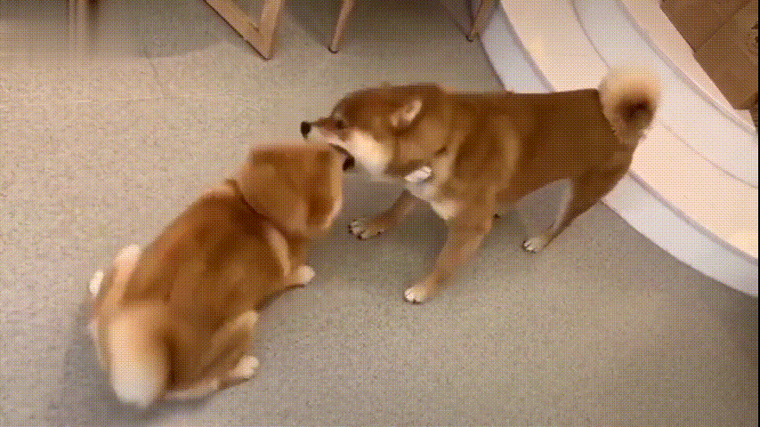 狗狗性格分析，赶紧来对号入座