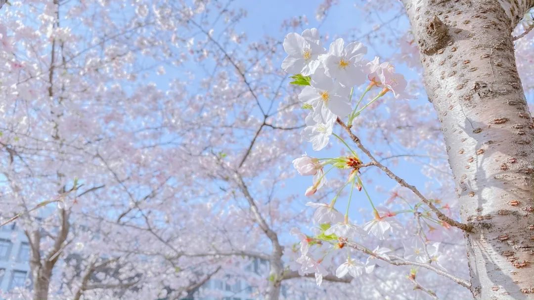 浙大樱雨，许你浪漫春光！每一张都可以做壁纸