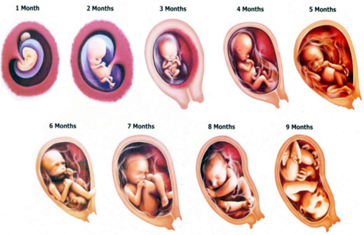 七个月胎儿头位图片图片