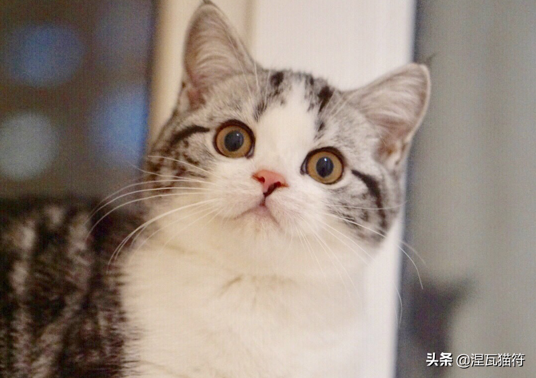 美国短毛猫丨银虎斑加白