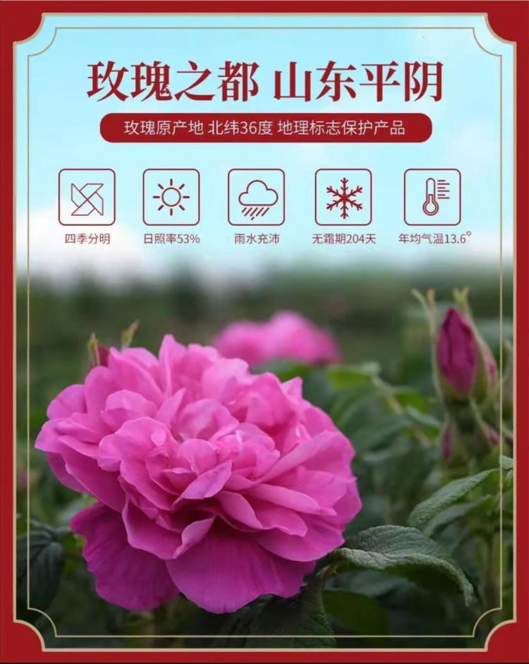 王培静《红玫瑰与白玫瑰》微型爱情言意现代故事