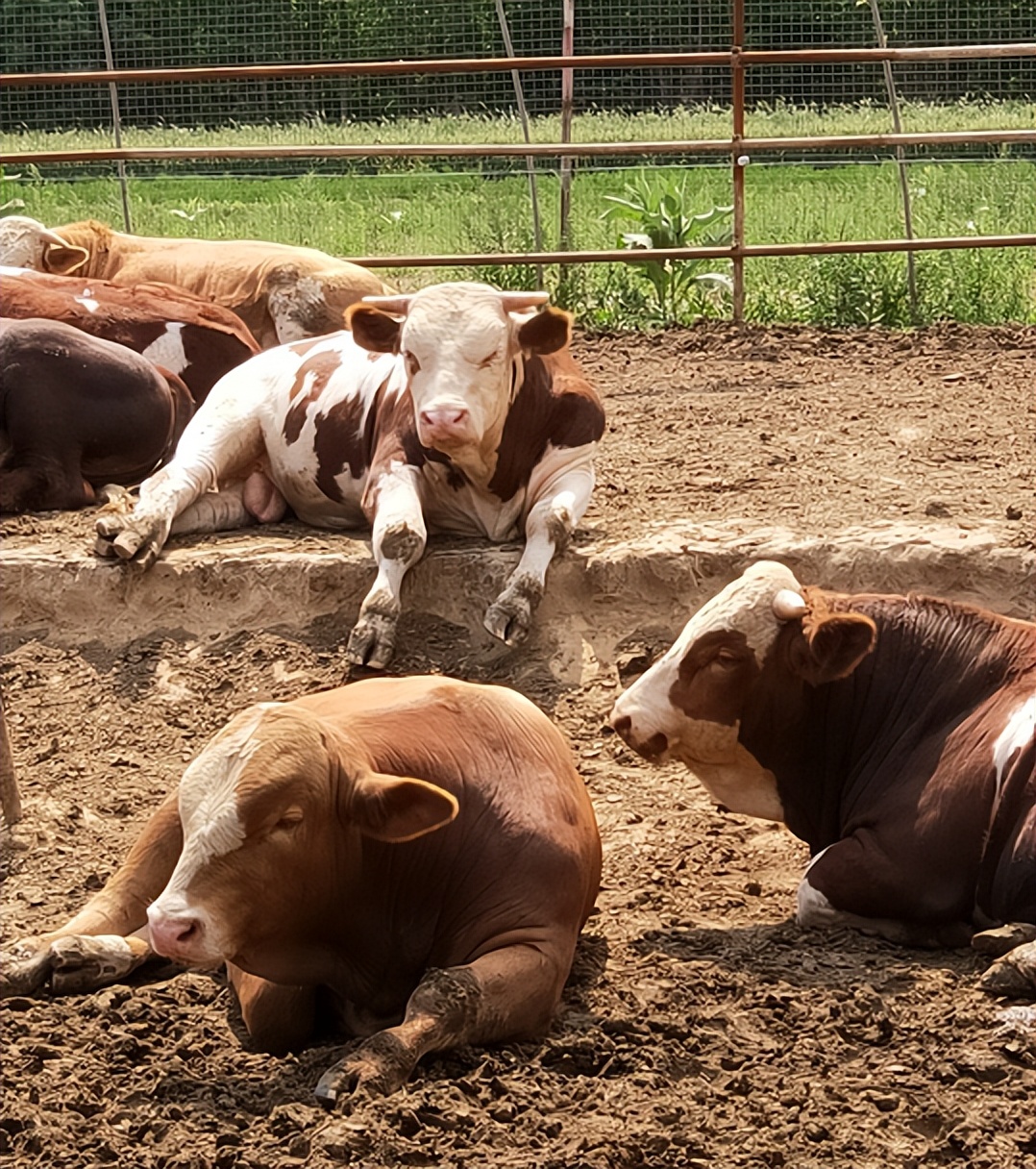 牛羊一天需要多少水?要注意什么?