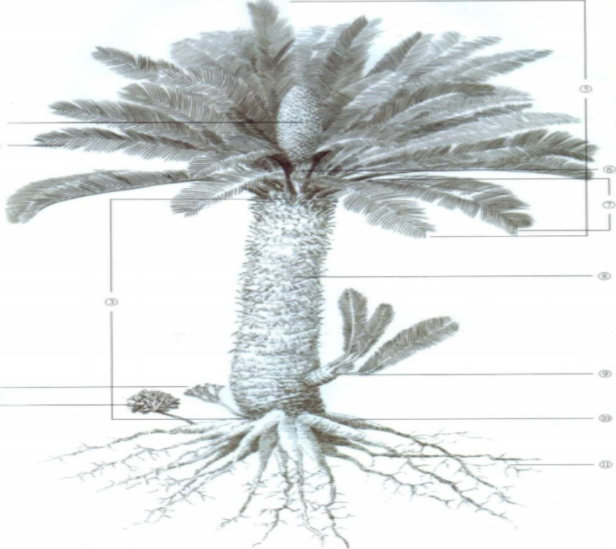 地球上最孤独的树，全球仅剩下1棵，127年来都在孤独等待伴侣