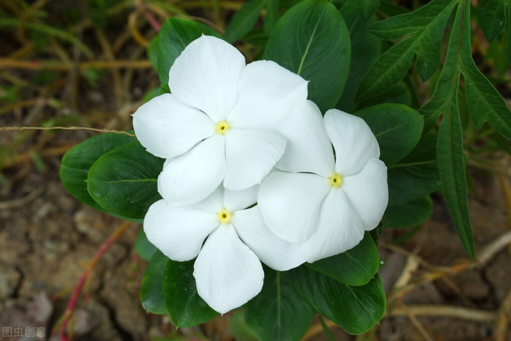 白色的小花有哪些图片(30种适合庭院种植的白色花卉植物) - 赤虎壹号