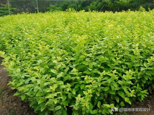 私家庭院景观设计：适合南京、合肥一带种植的常绿灌木