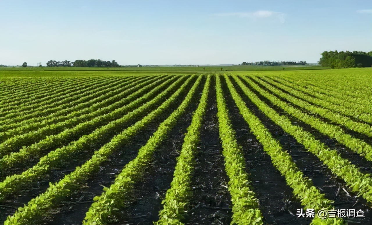 解决“卡脖子”问题！东北女教授在盐碱地上种出优质大豆，增效近3亿元！