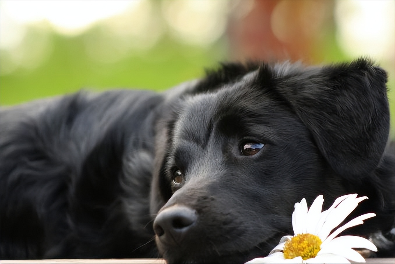 告訴你一個秘密：養狗，最好養“黑狗”