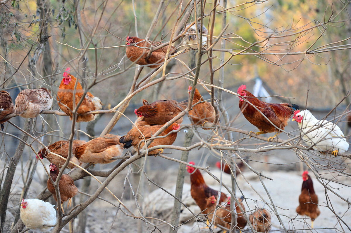 蛋氨酸和赖氨酸究竟是什么东西，养鸡过程中必须要添加吗？