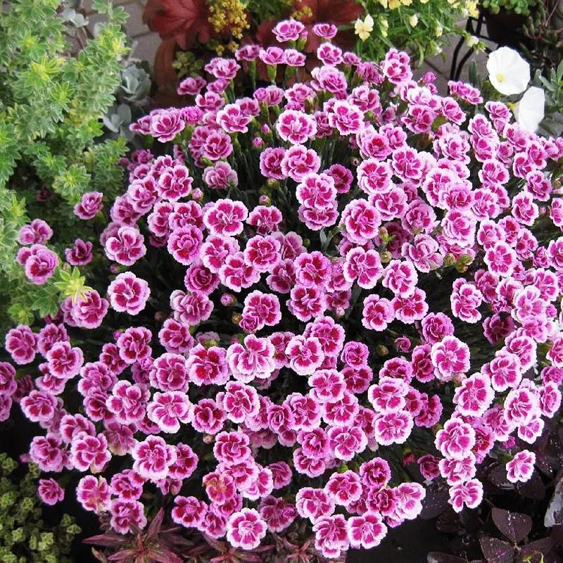 繁花似锦映春光，朋友圈里的花开盛宴