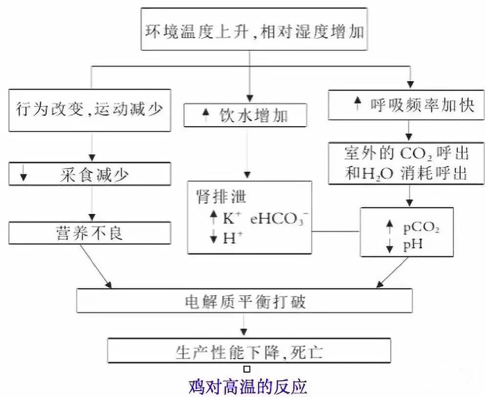 夏季高温季节蛋鸡养殖环节，远卓农牧为您解析鱼肝油的应用