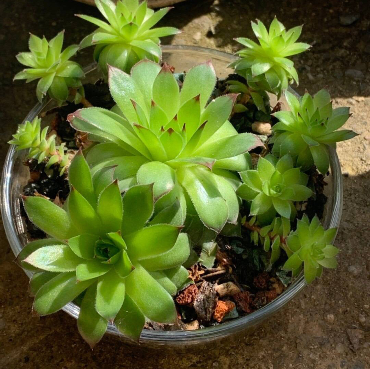 观音莲是什么（三个细节让你的观音莲越种越多）