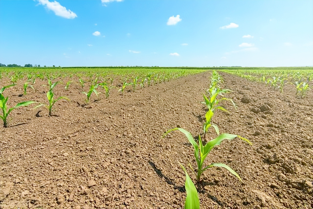 玉米怎么种长得好?保苗,壮苗是关键,5个要点打基础
