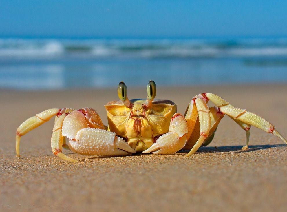 螃蟹死亡多久，就不能吃了？比想象中要快