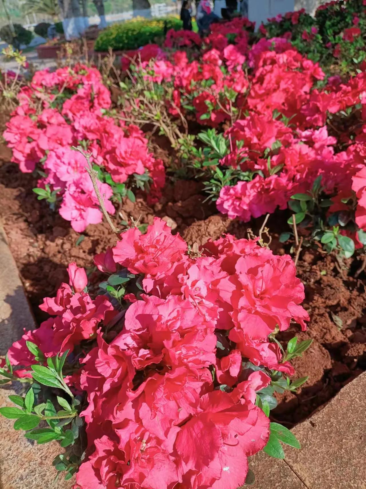贺虎年元宵节专集