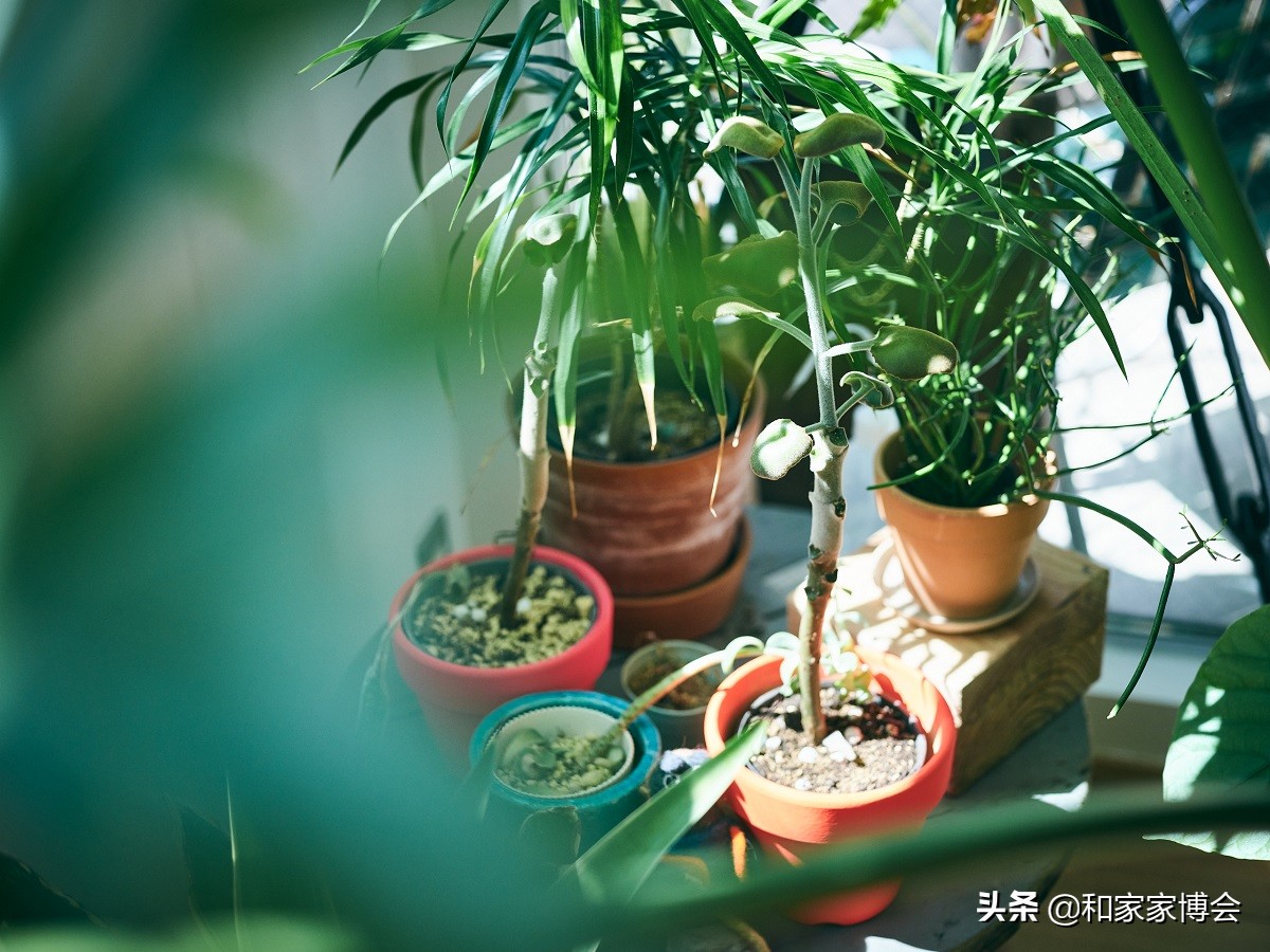 绿色植物助力“邻里关系”| 美式风格的老房翻新装修