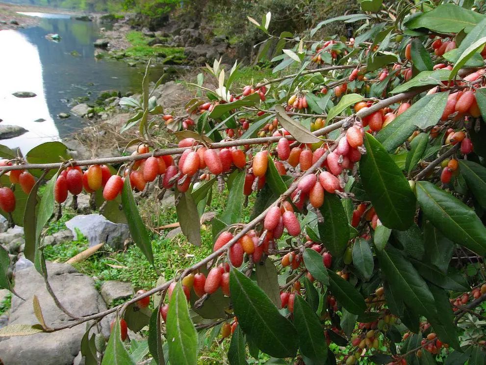 植物世界丨40种农村野果子,有的美味,有的剧毒,有的漂亮做盆栽