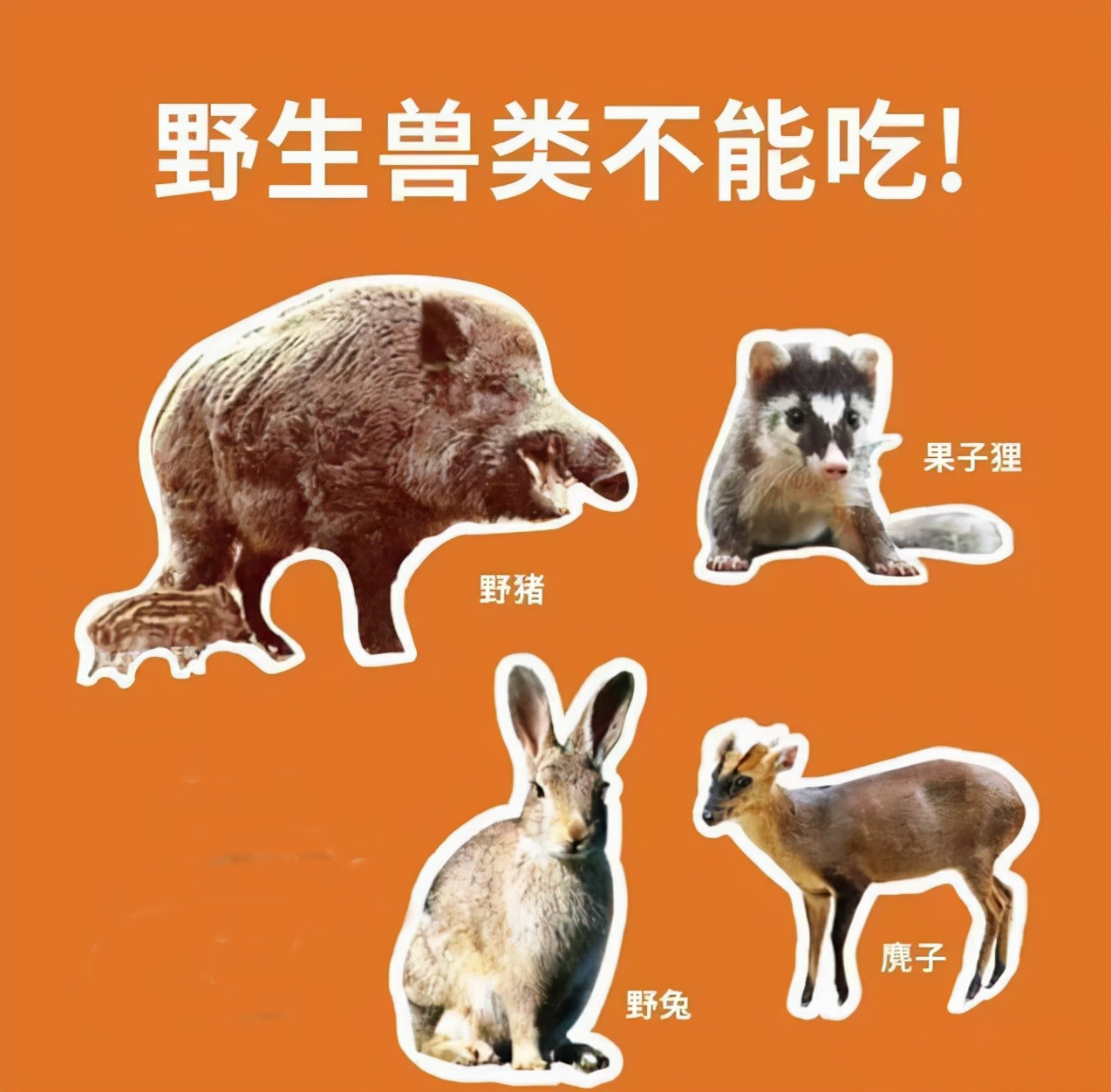野兔是几级保护动物安徽三名男子捕捉一只野兔被罚专家保护动物每只