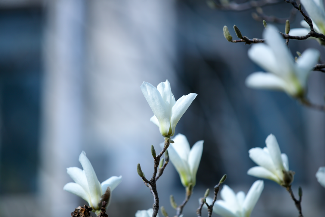高清大图预警！北京高校“绝美”春景放送，随手一拍就是壁纸！