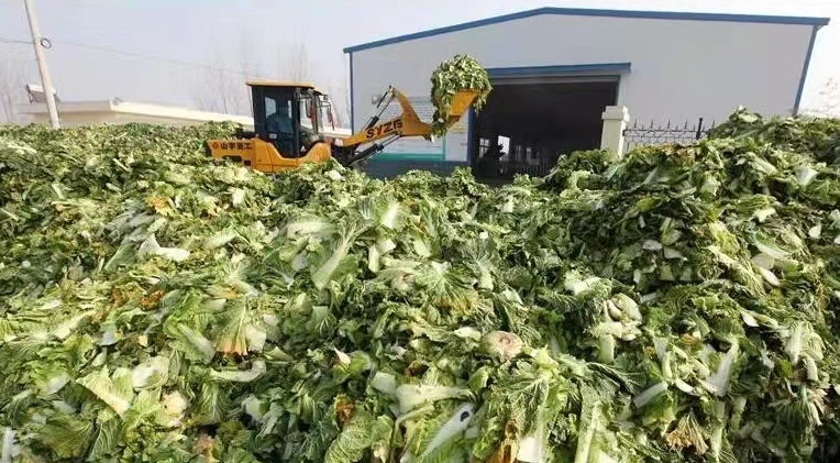性价比高的白菜如何喂猪？微生物来帮忙