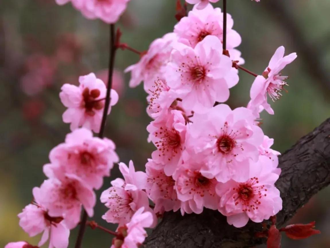 花间丽人映芳华，美若春色醉心扉