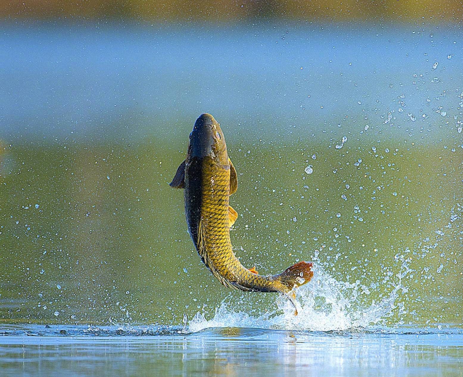 让鱼离水两天还能存活的弓鱼术
