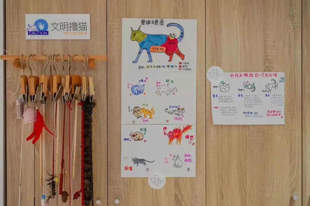 资本爱猫,不爱猫咖