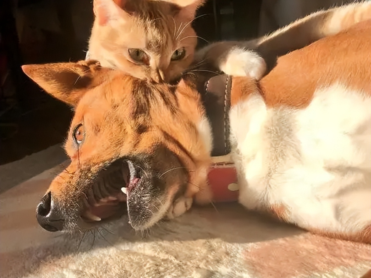 为什么家里的猫经常欺负狗?看完这些,或许你就懂了