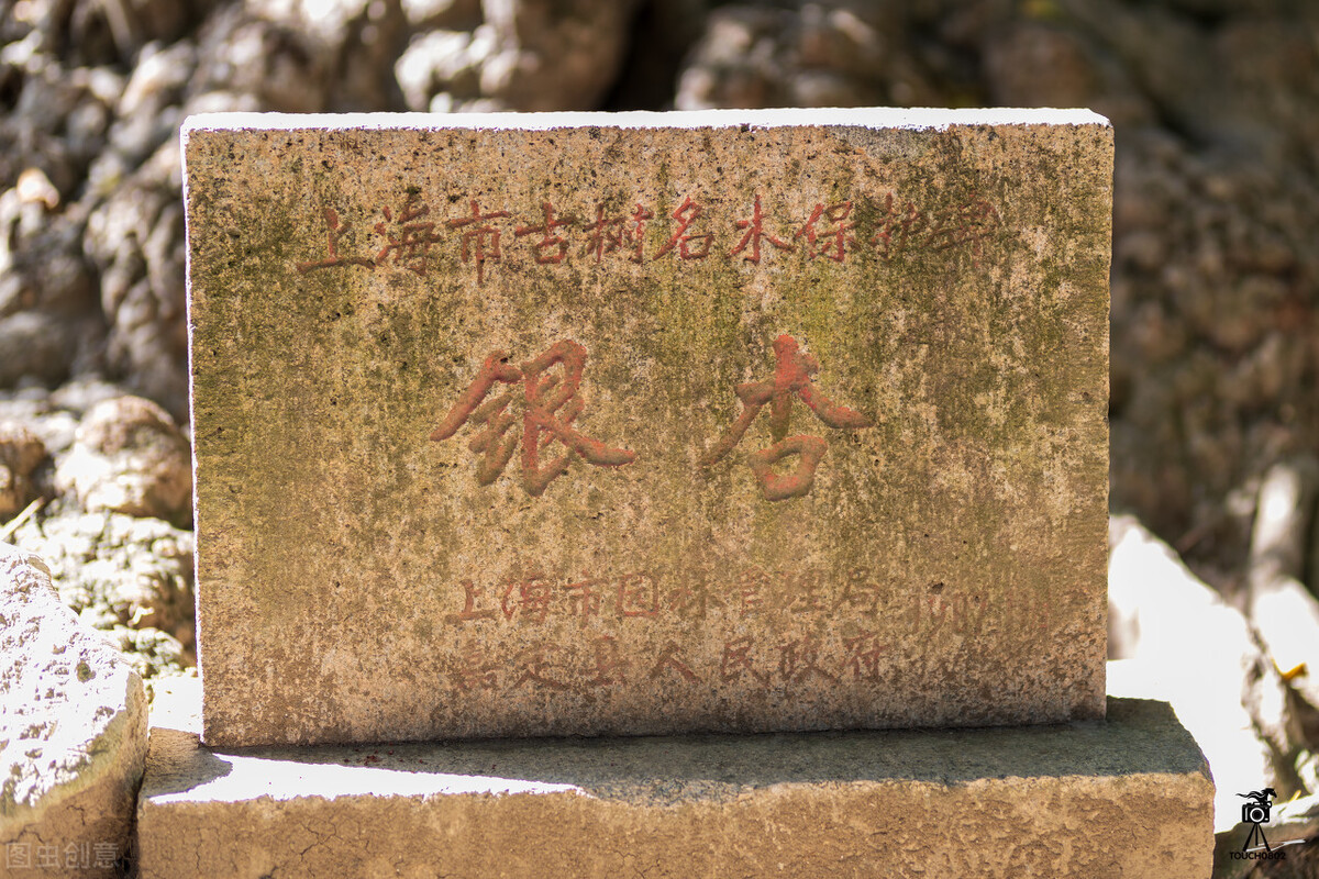 上海金秋去哪玩？必打卡这6个宝藏旅行地，遇见魔都最美的秋色