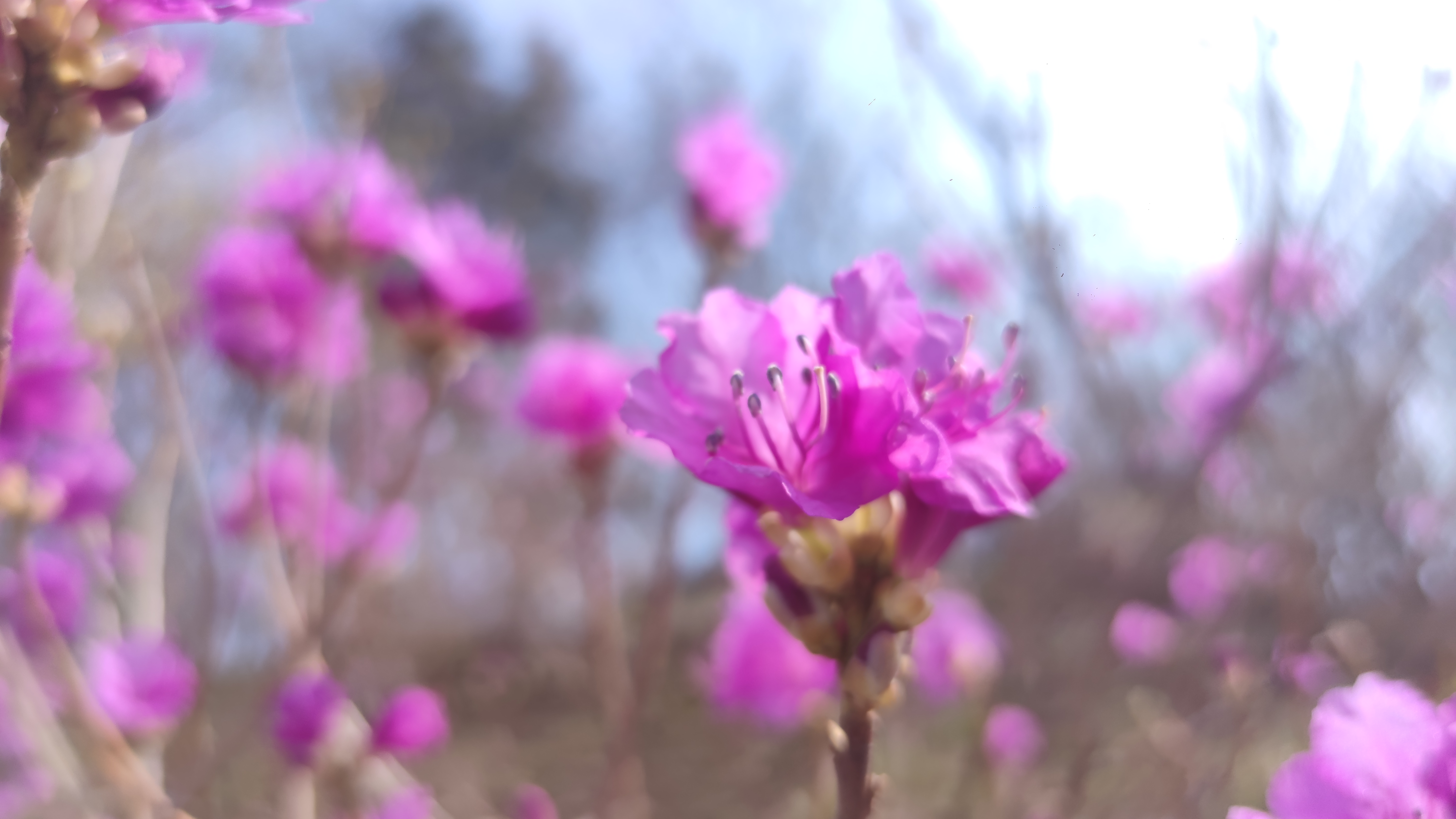 早春，大珠山探寻万亩杜鹃花开爬山游记