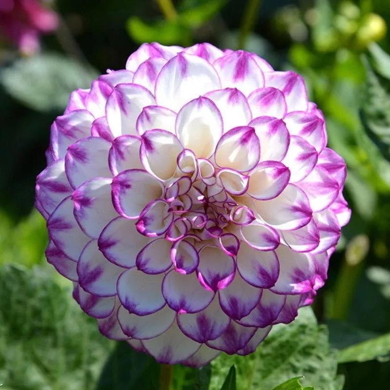 花朵美图｜温柔甜美的初吻、大丽花、耧斗菜花朵合集160张