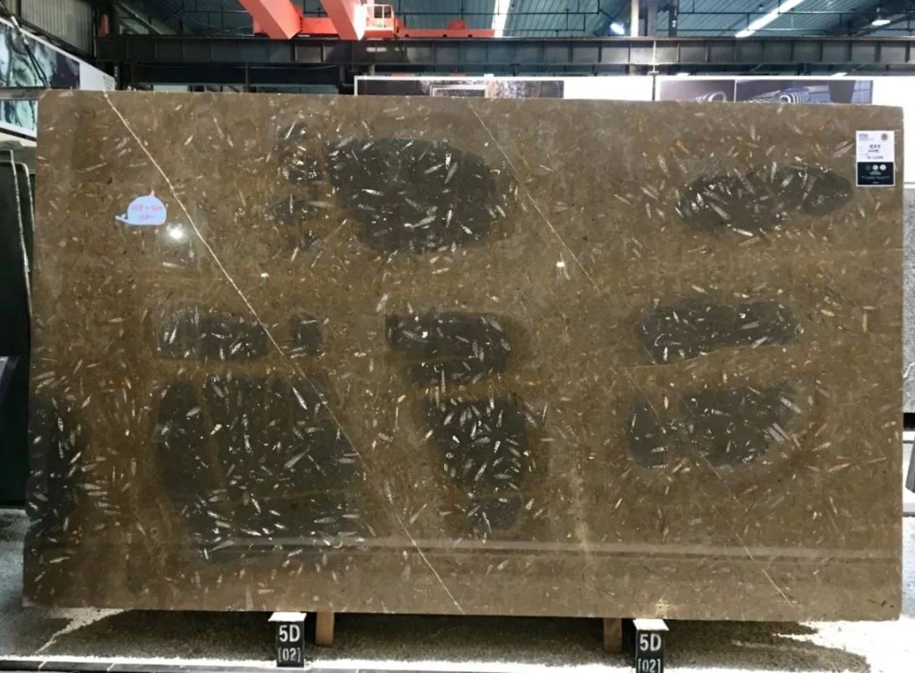 石材里的化石你见过吗？都有哪些石材里面有化石呢