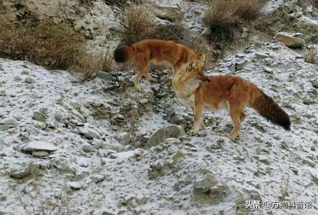 祁连山发现8只“红狗”！被称为猛兽之首，它真敢猎杀老虎？