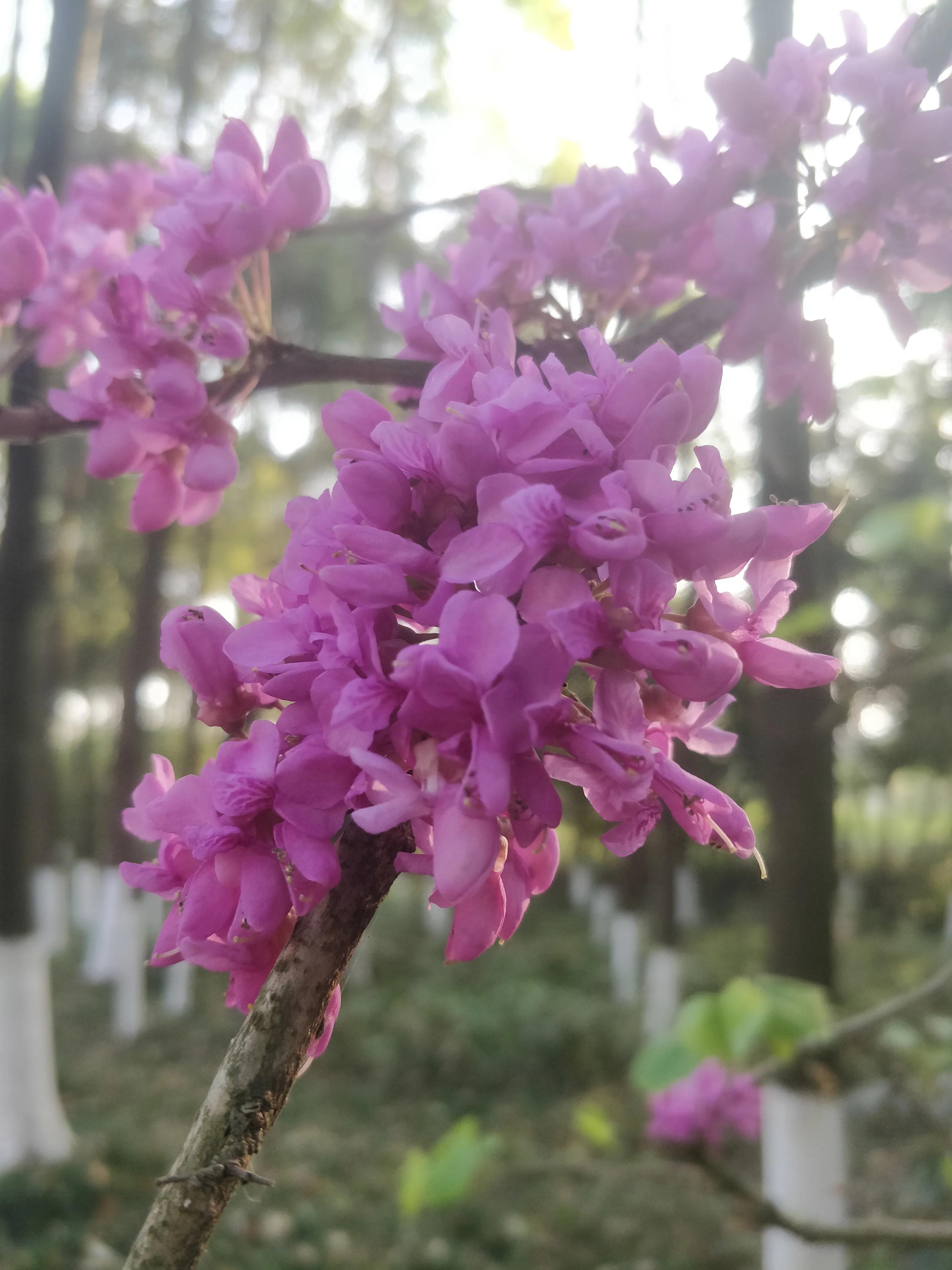 冬去春来满条红，风动紫荆花飘香