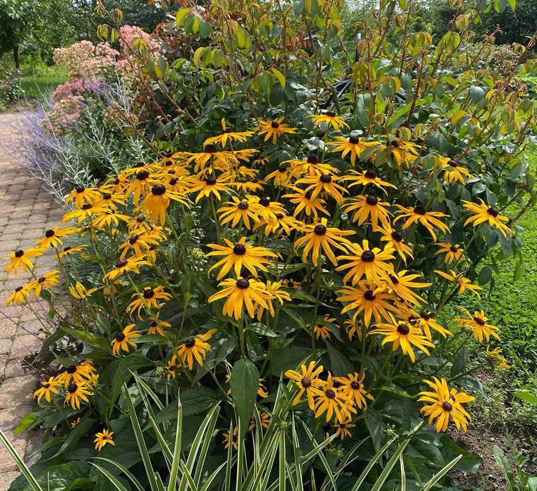 25种花境设计，让生活更美好，你最喜欢哪种？