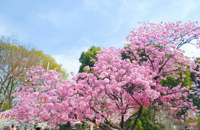 去日本，那么近，那么美（今日介绍日本东京的美景）